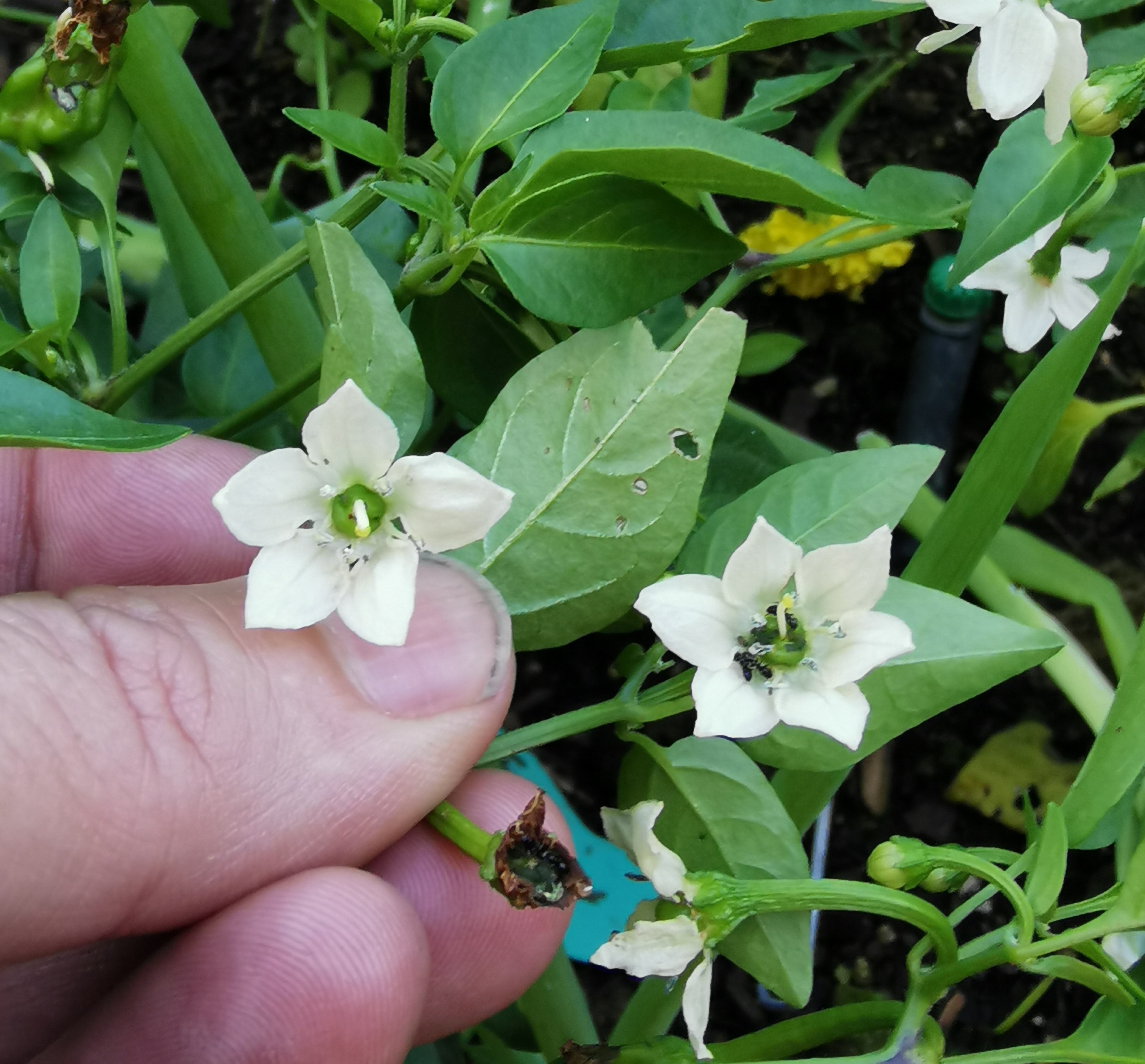 Loves me... Loves me not? 