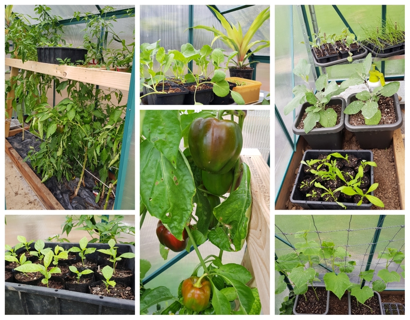 Glorious Greenhouse