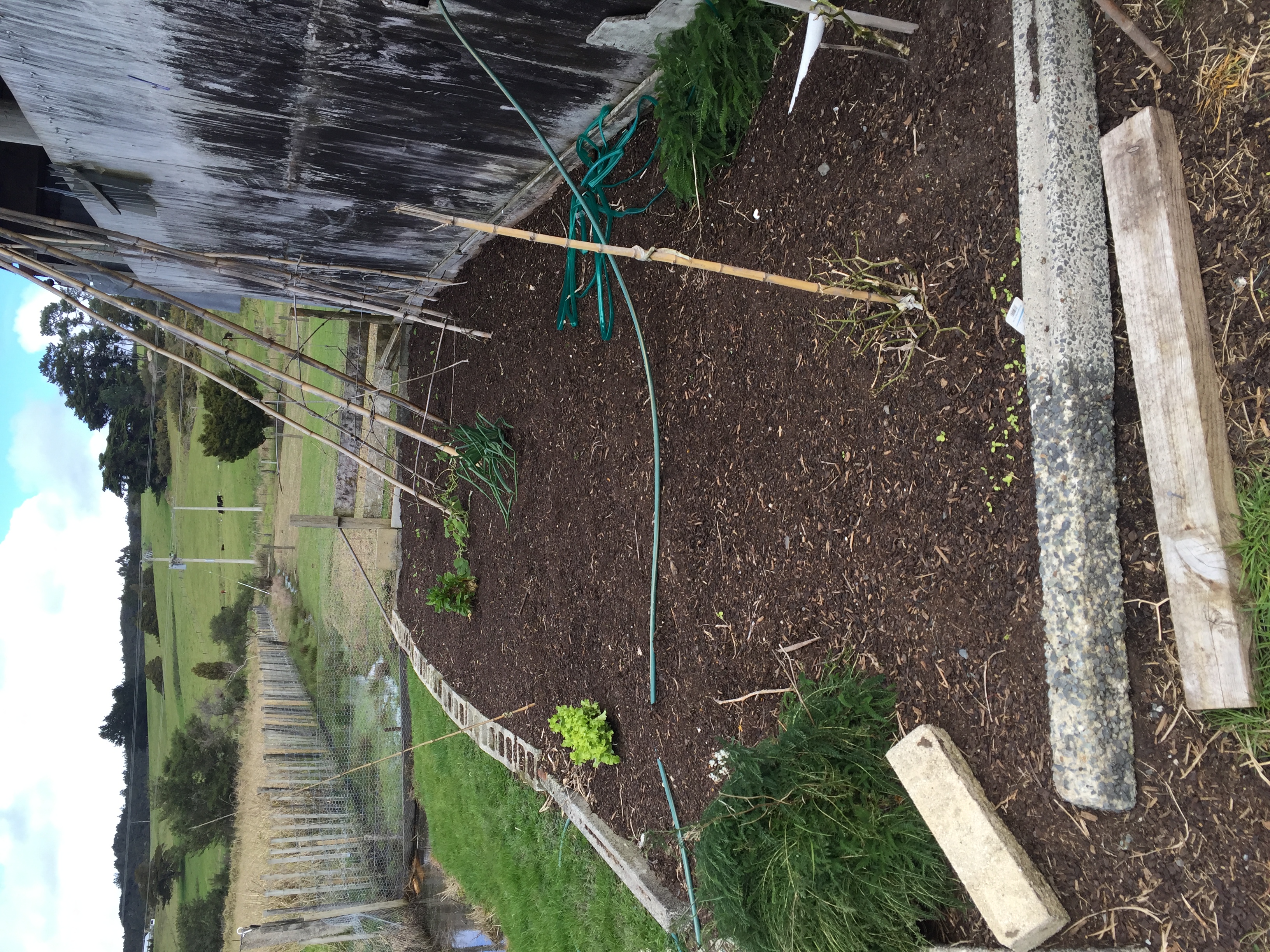 Cauli, Cauli, Cauliflowers