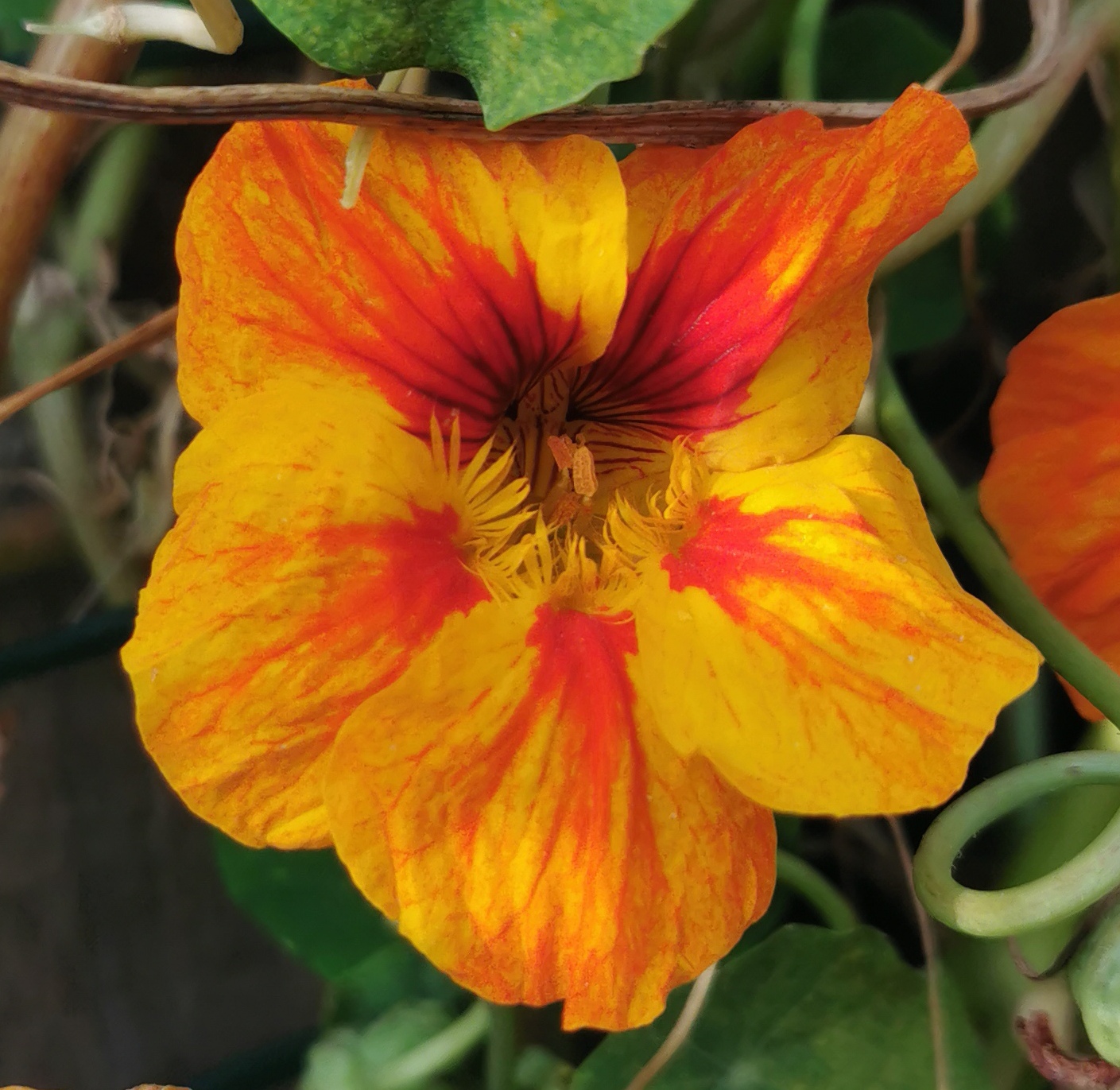  Nasturtians, Friend or weed! 