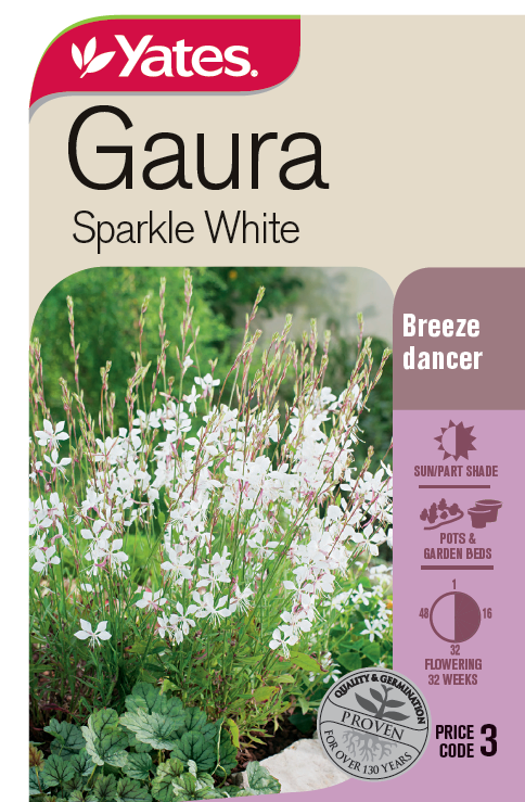 Gaura 'Sparkle White'