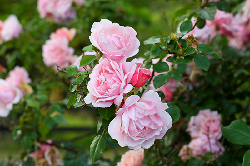 Rambling rose 'Albertine'