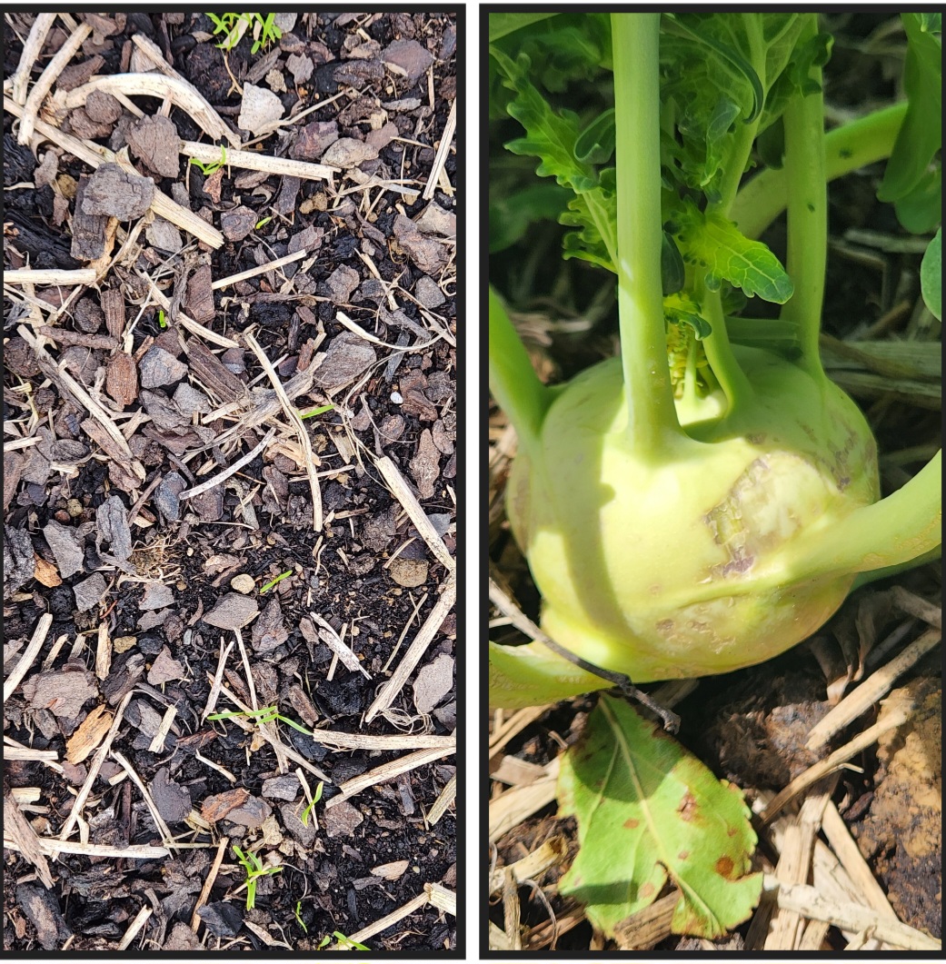 The Harvest Is On It's Way