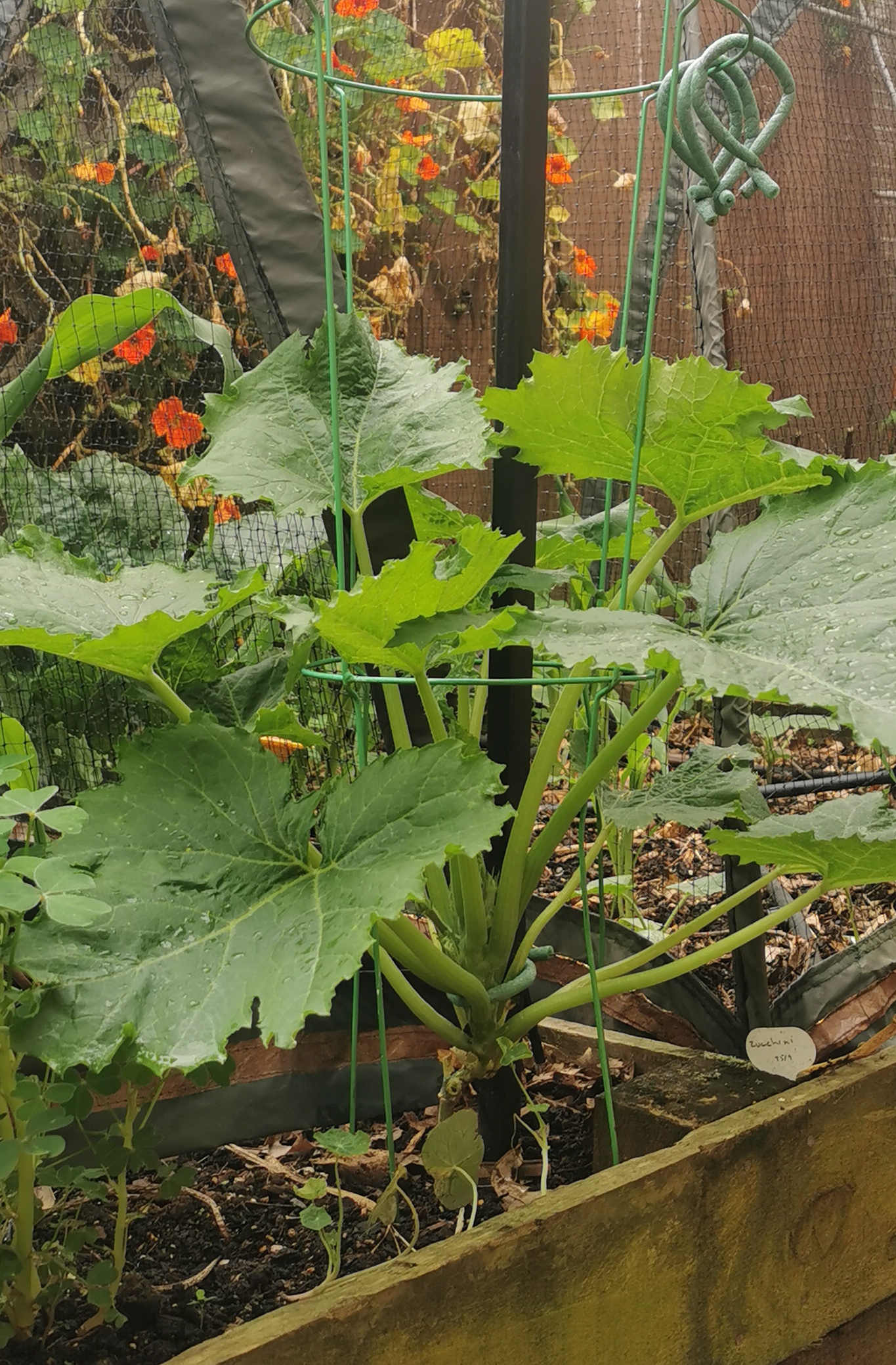 Vertical Zucchini The good and not so good. 