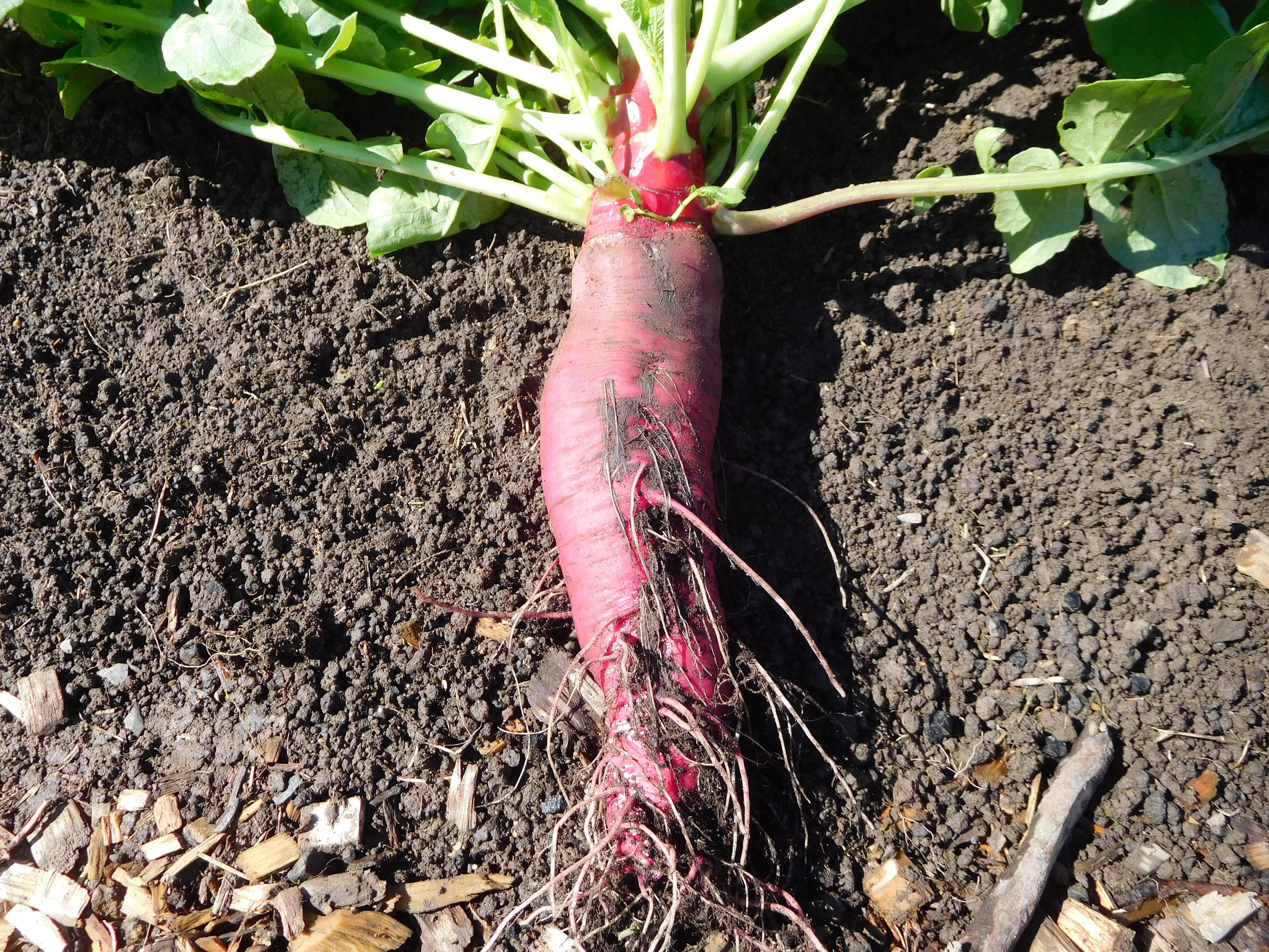 Really, Racy, Radishes!