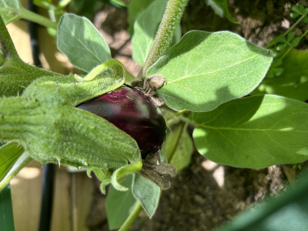 Too hot to think of a blog title