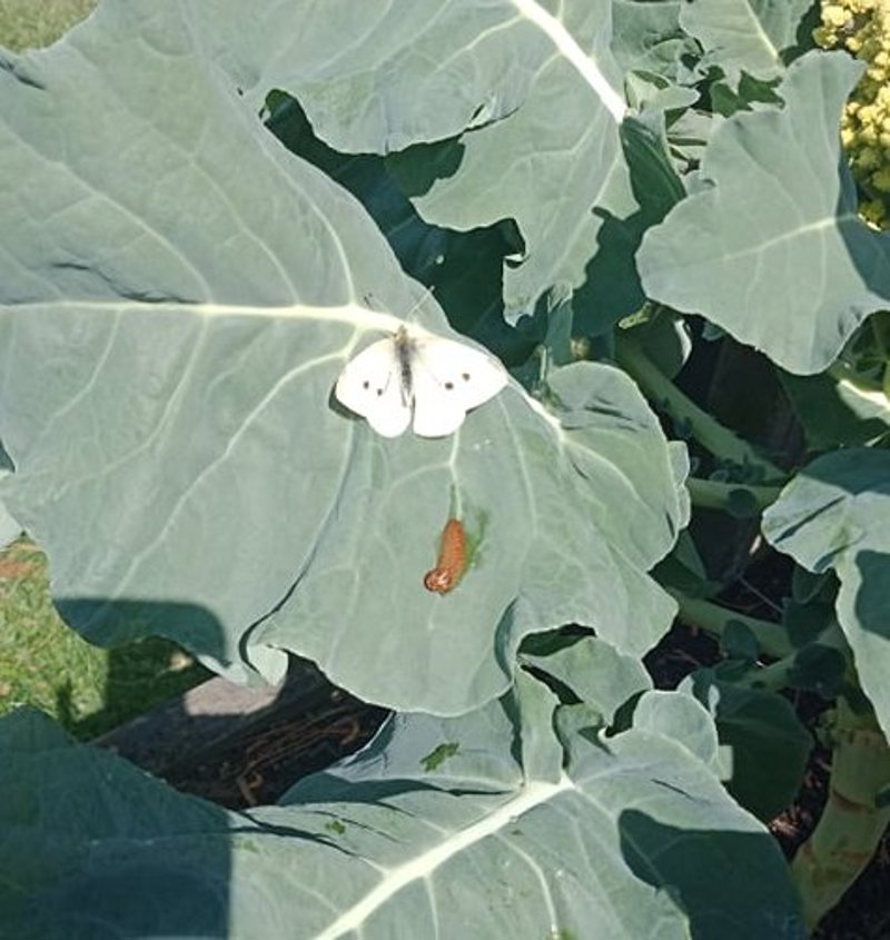 I Spy the First White Cabbage Butterfly!!