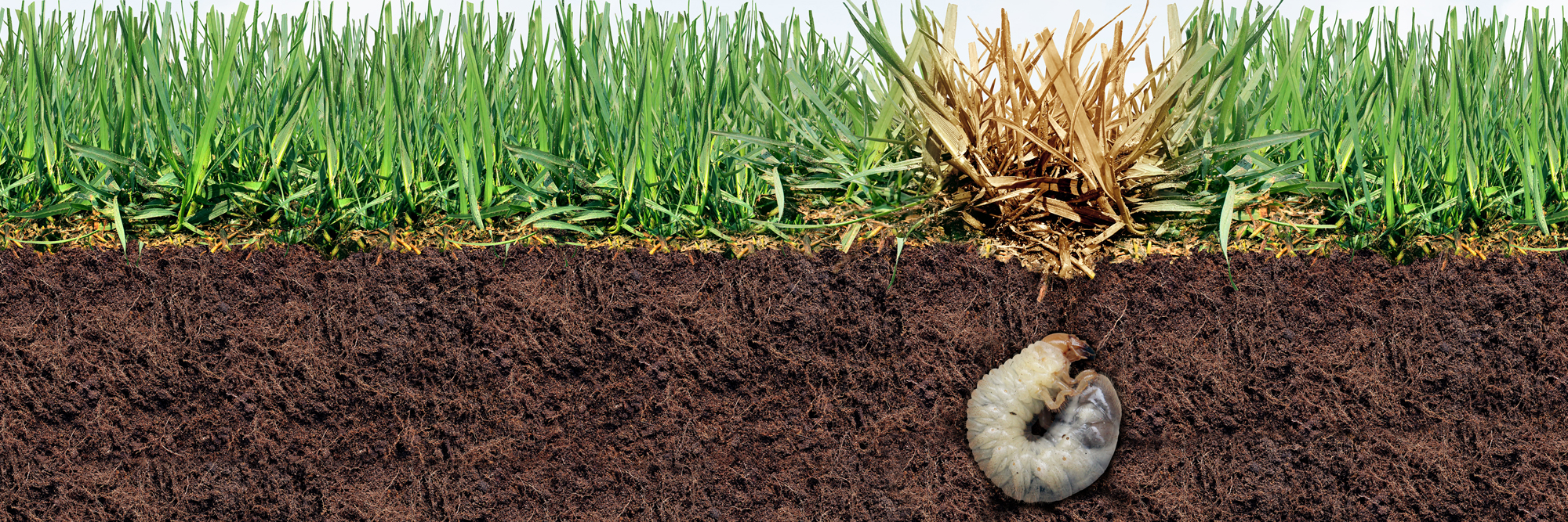 Get Rid of Grass Grub & Porina