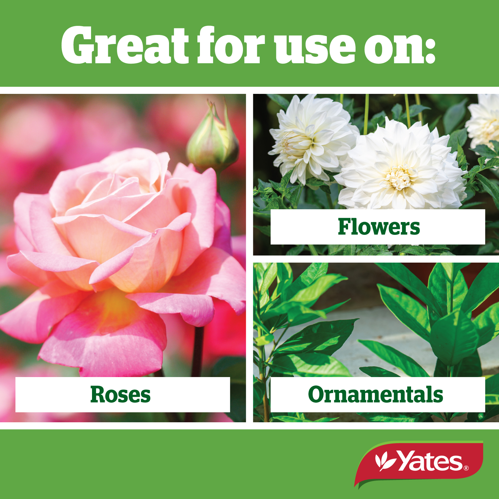 Yates Web Info SUPER SHIELD2