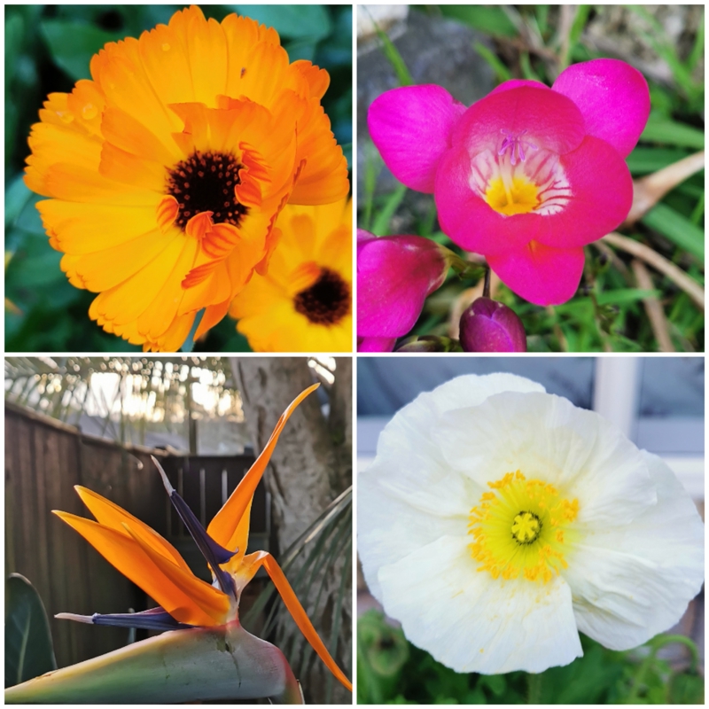 Flower of September