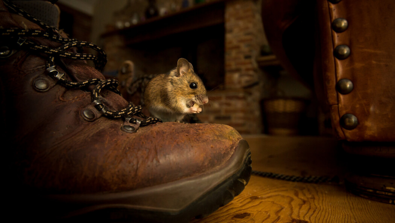 rat-and-mice-second-image