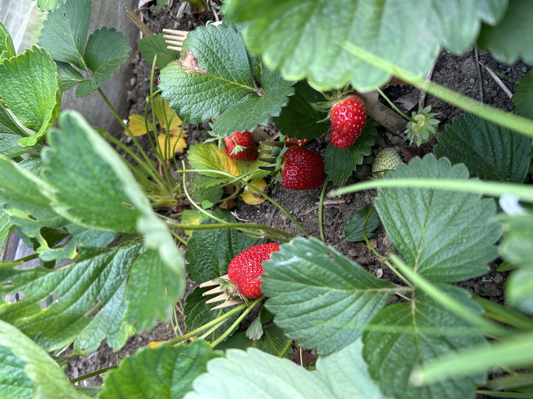 Growing with the wind