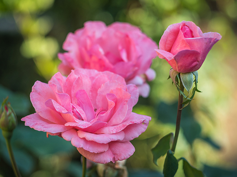 Grandiflora (Floribunda) 'Queen Elizabeth'