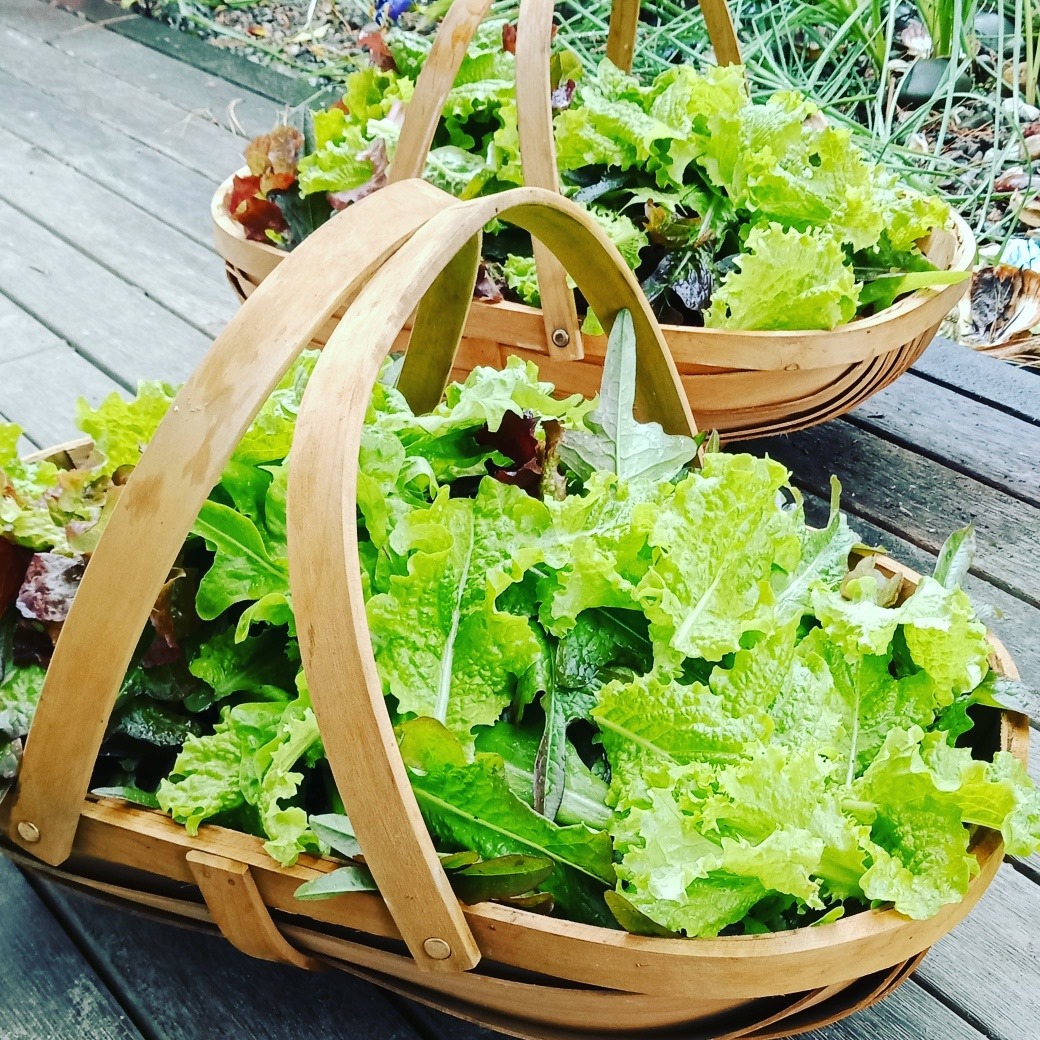 Lettuce for Days...