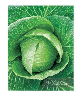 Cabbage Sugarloaf Product