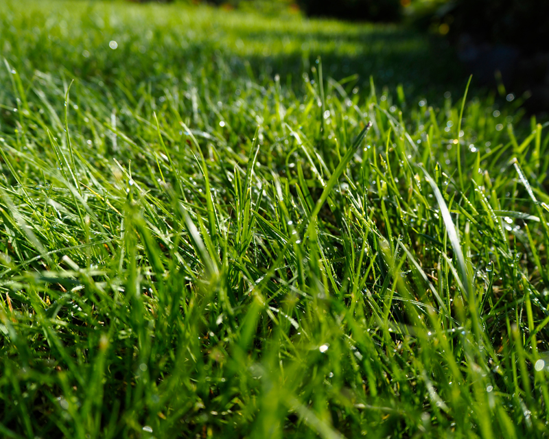 Late Winter Lawn Care