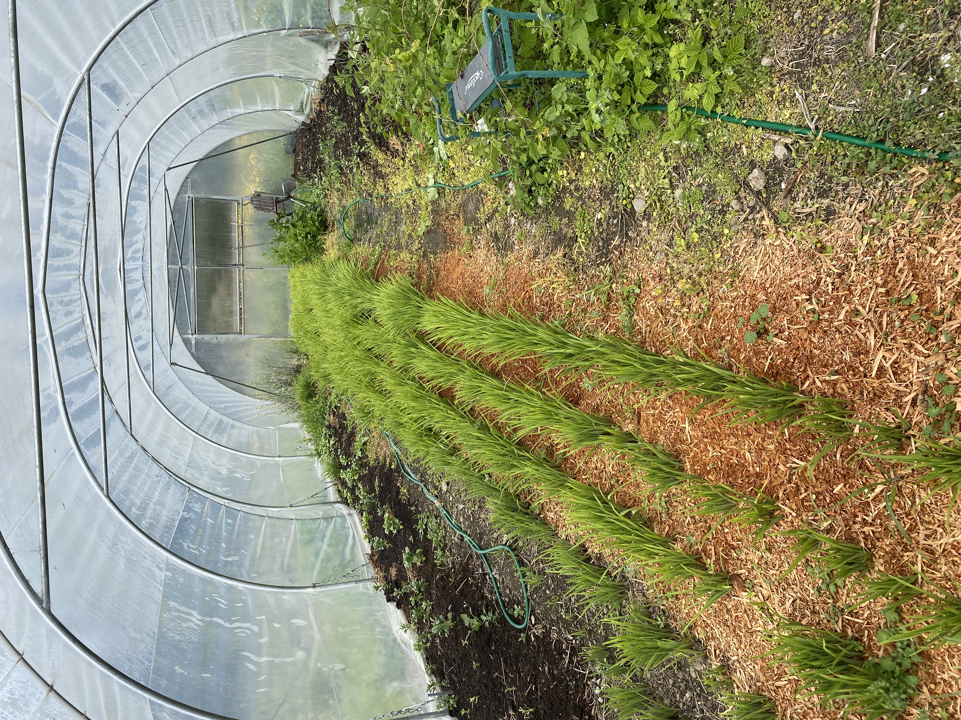 Things are growing great 