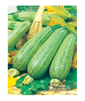 Zucchini Greyzini Product