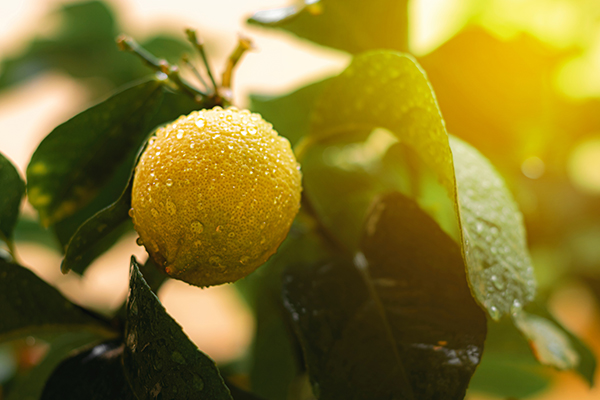 Lemon With Raindrops
