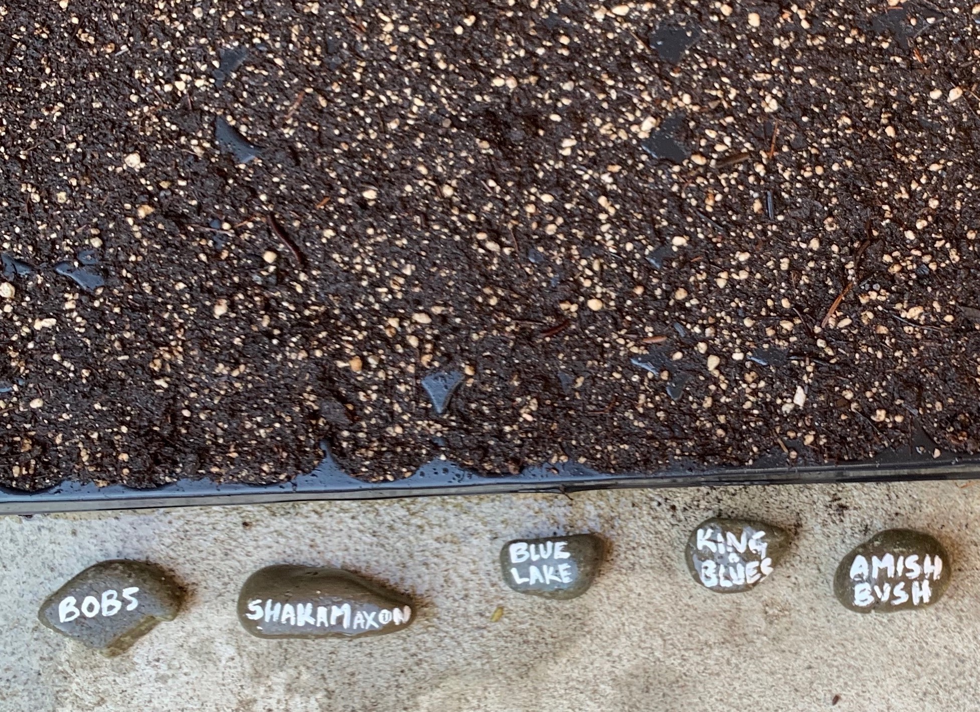 BEAN DREAMS… too early I know.