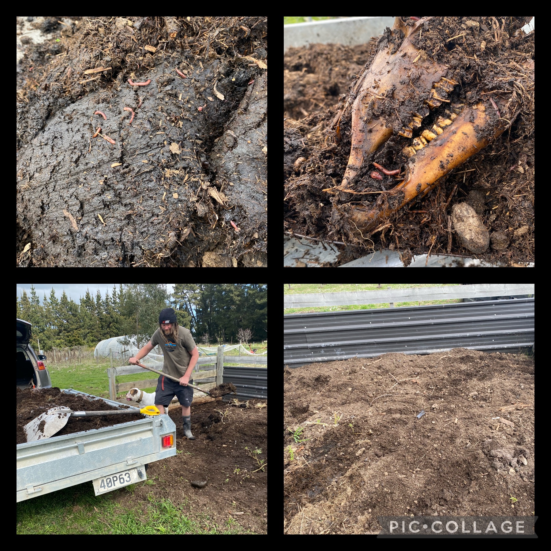 Bringing in the worms . 