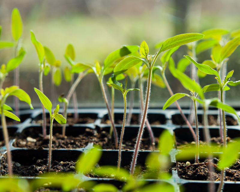 How to Get a Head Start on Tomato Season