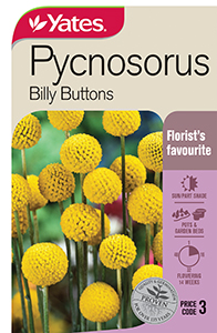 Yates Y35 975 Pycnosorus Billy Buttons 2021