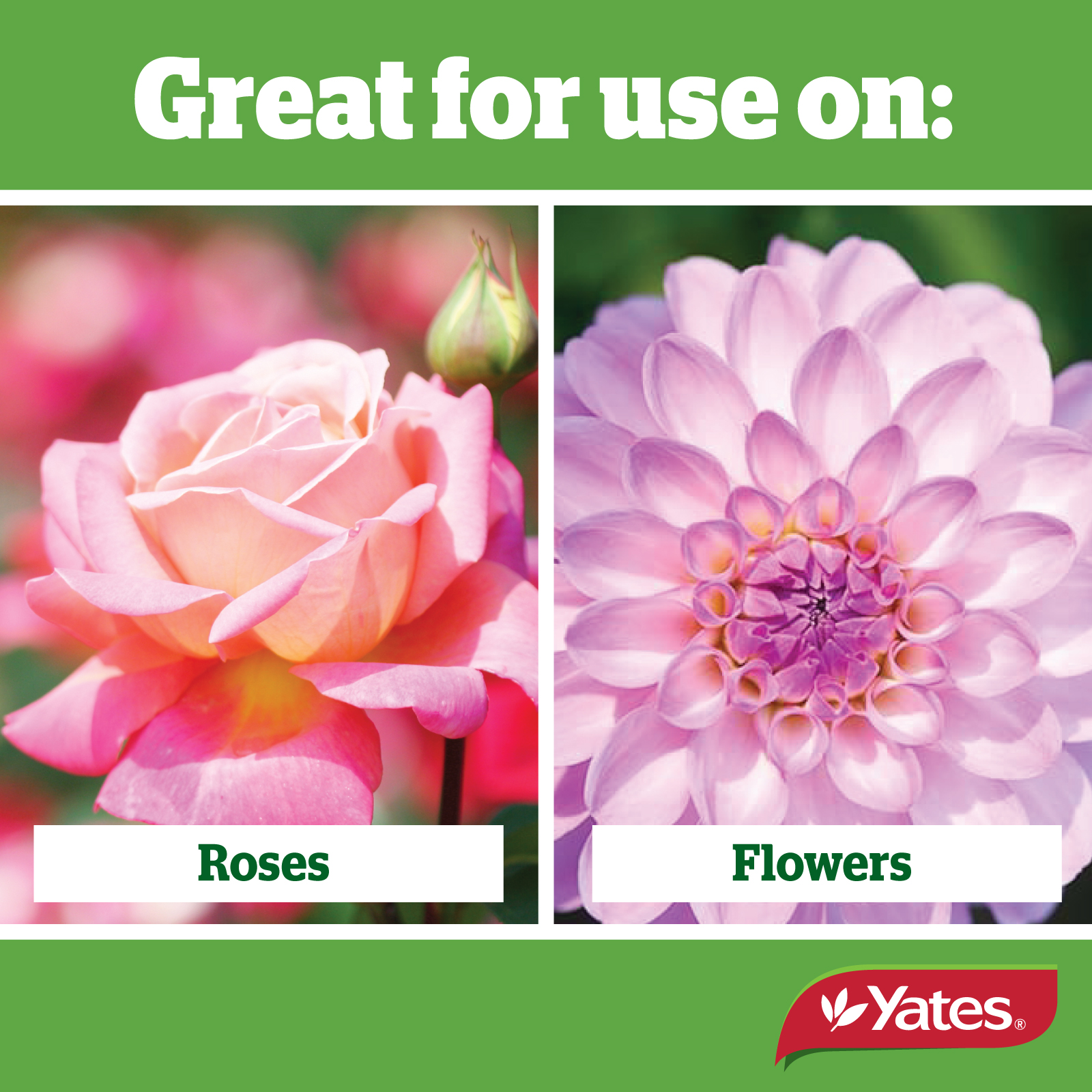 Yates Web Info FUNGUS GUN V3