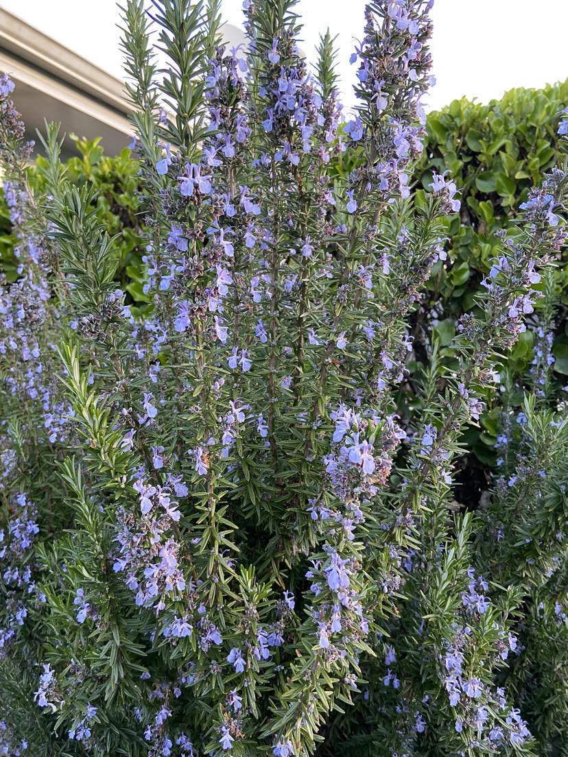 Ravishing Rosemary