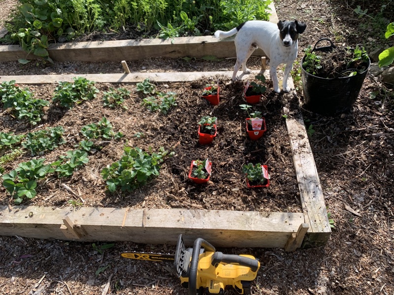 MORE STRAWBERRY ACTION