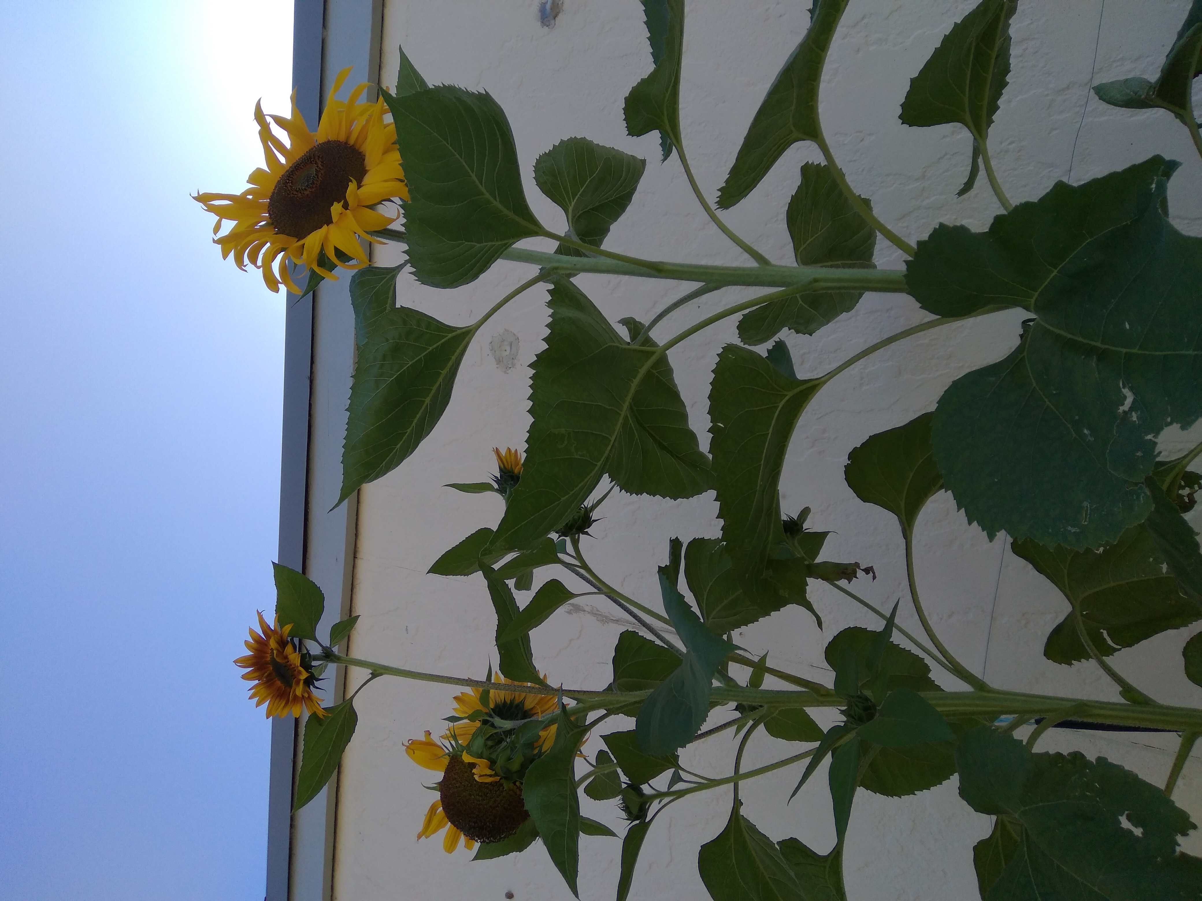 Super Sunflowers and a Happy Christmas Thank You