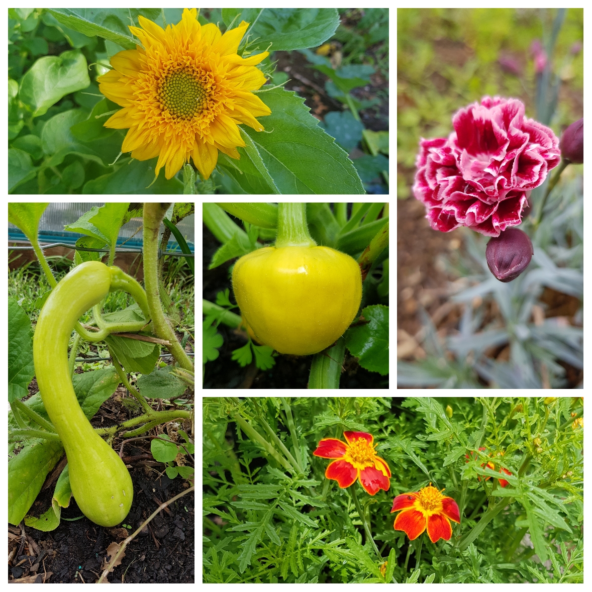 Gardening Dr. Seuss Style