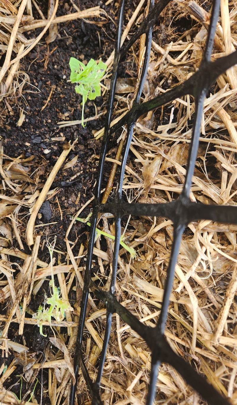 Slugs and snails be gone