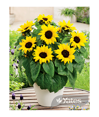 Sunflower Dwarf Sensation Product