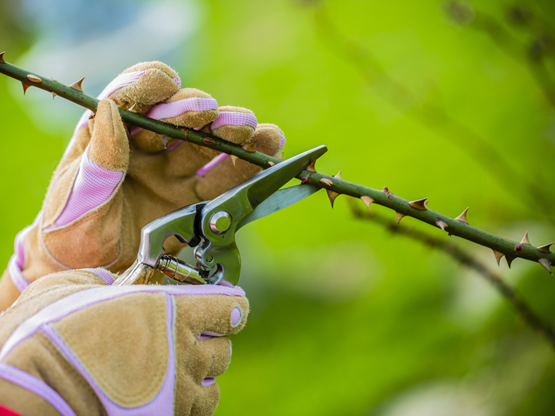 How to Prune Your Roses