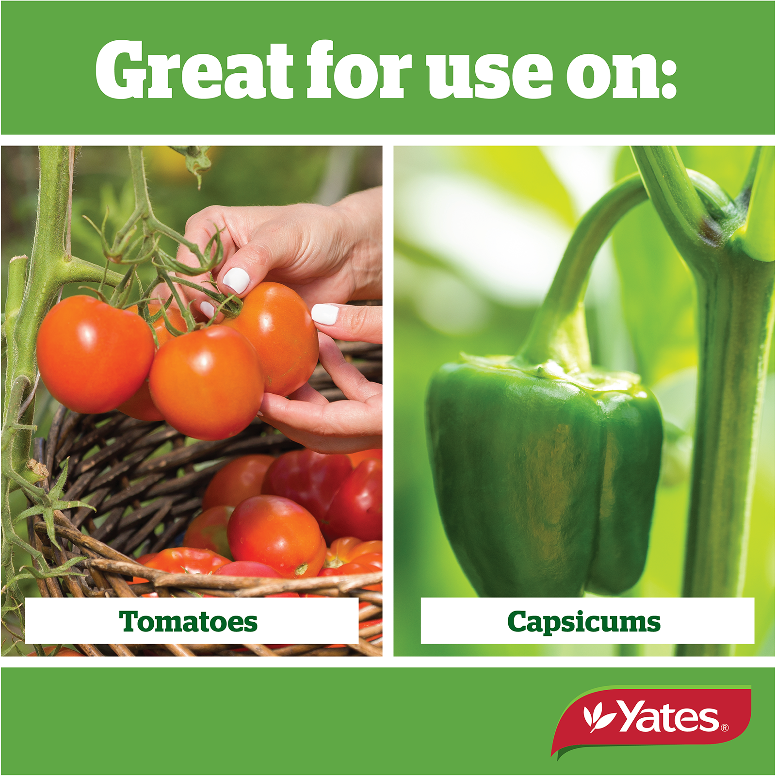 Yates Citrus Tomato V2 04