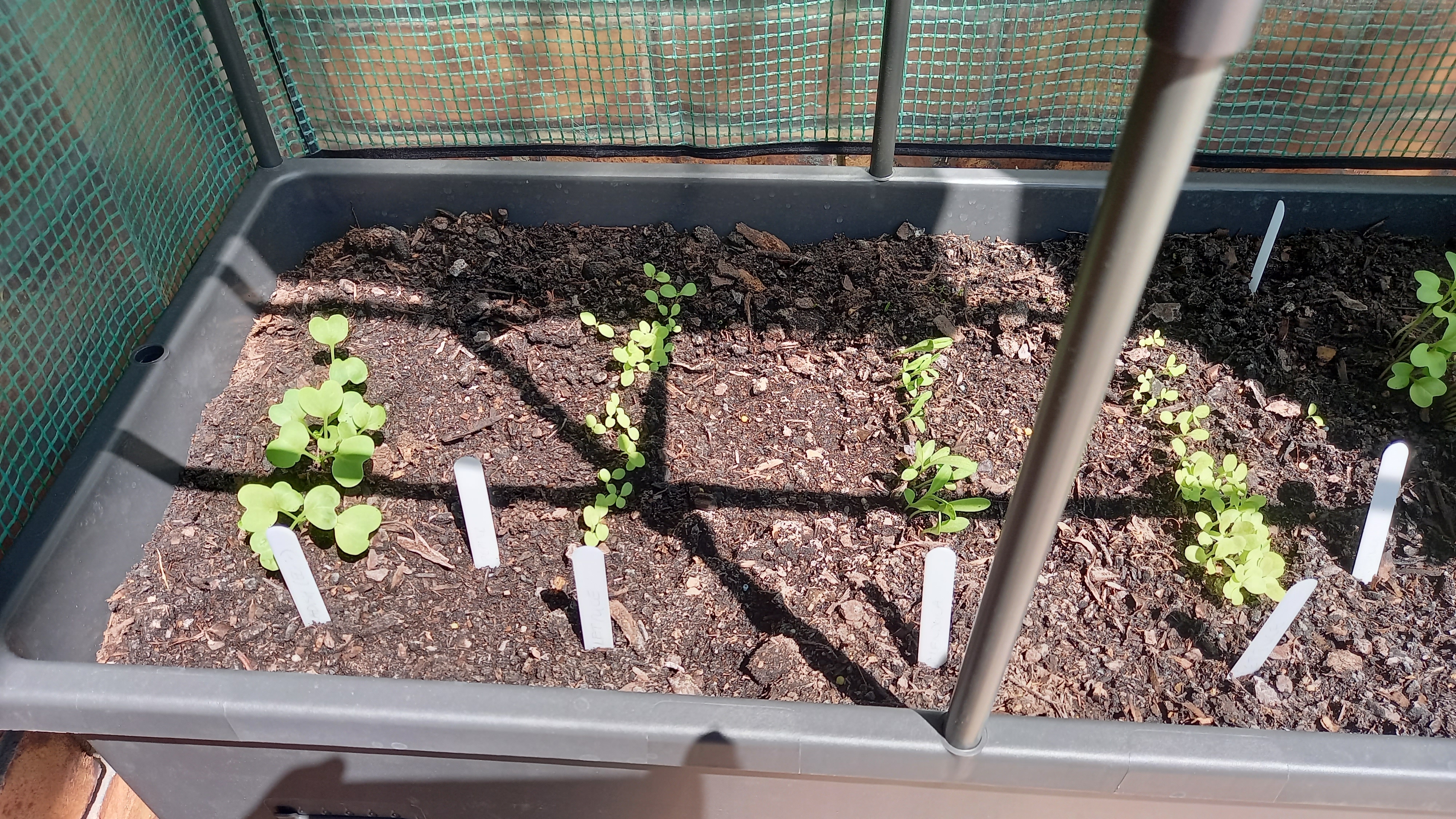 Seeds are growing up!