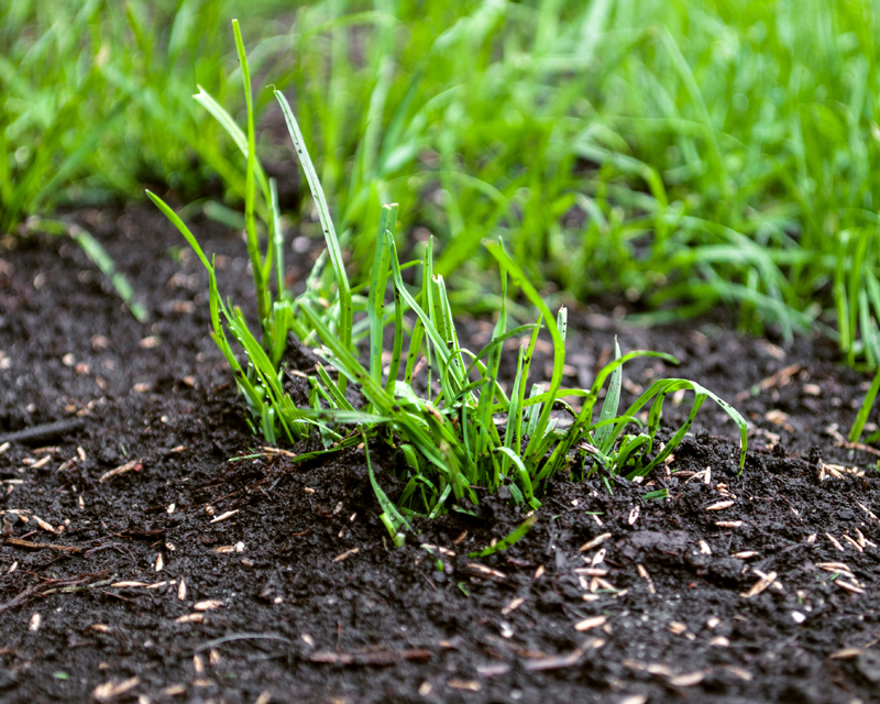 Lawn Repair & Rejuvenation
