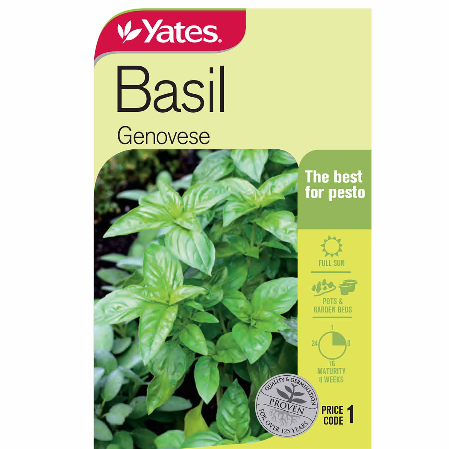 Basil 'Genovese'