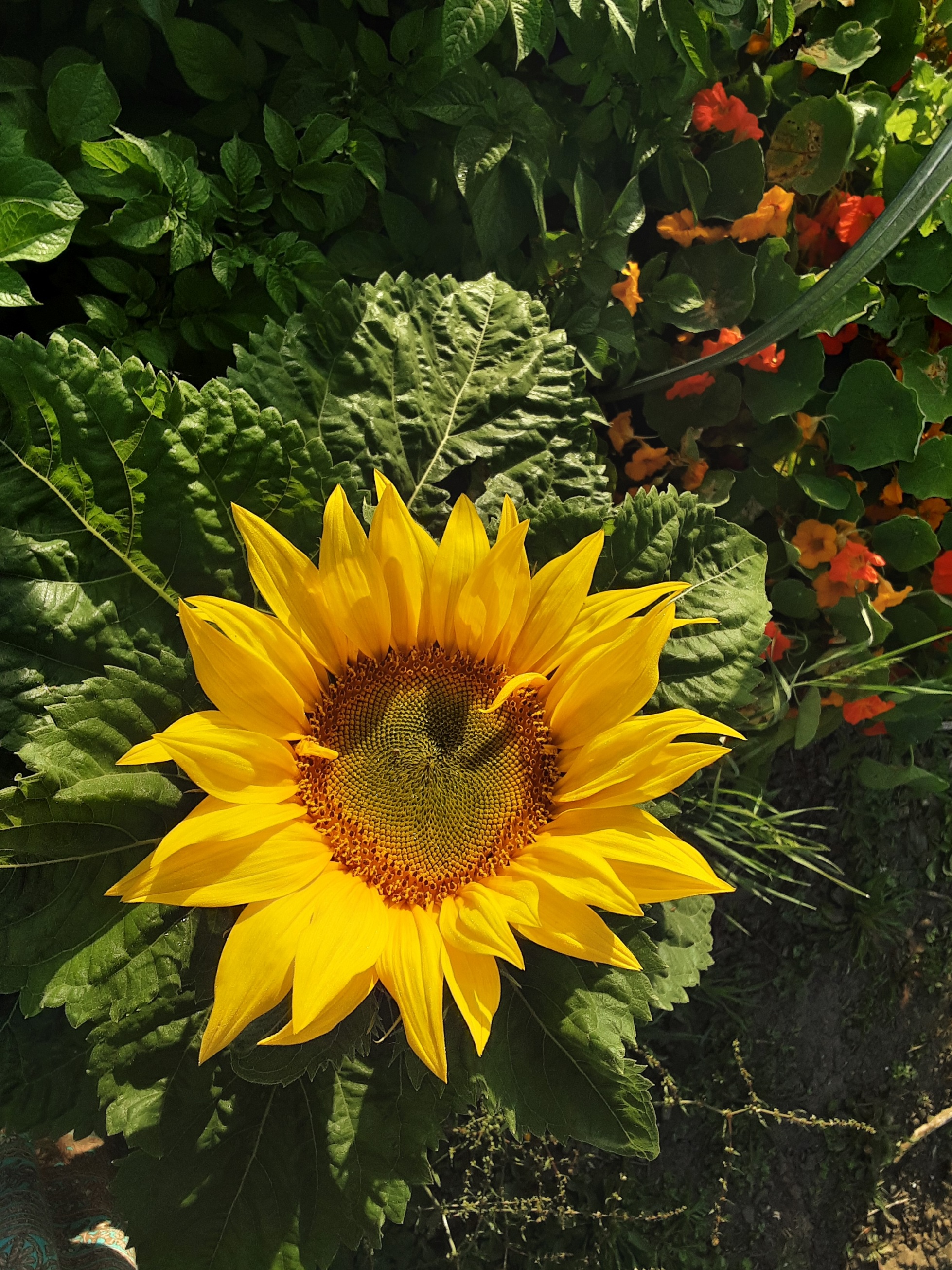 It has begun ... or is it begin again? 