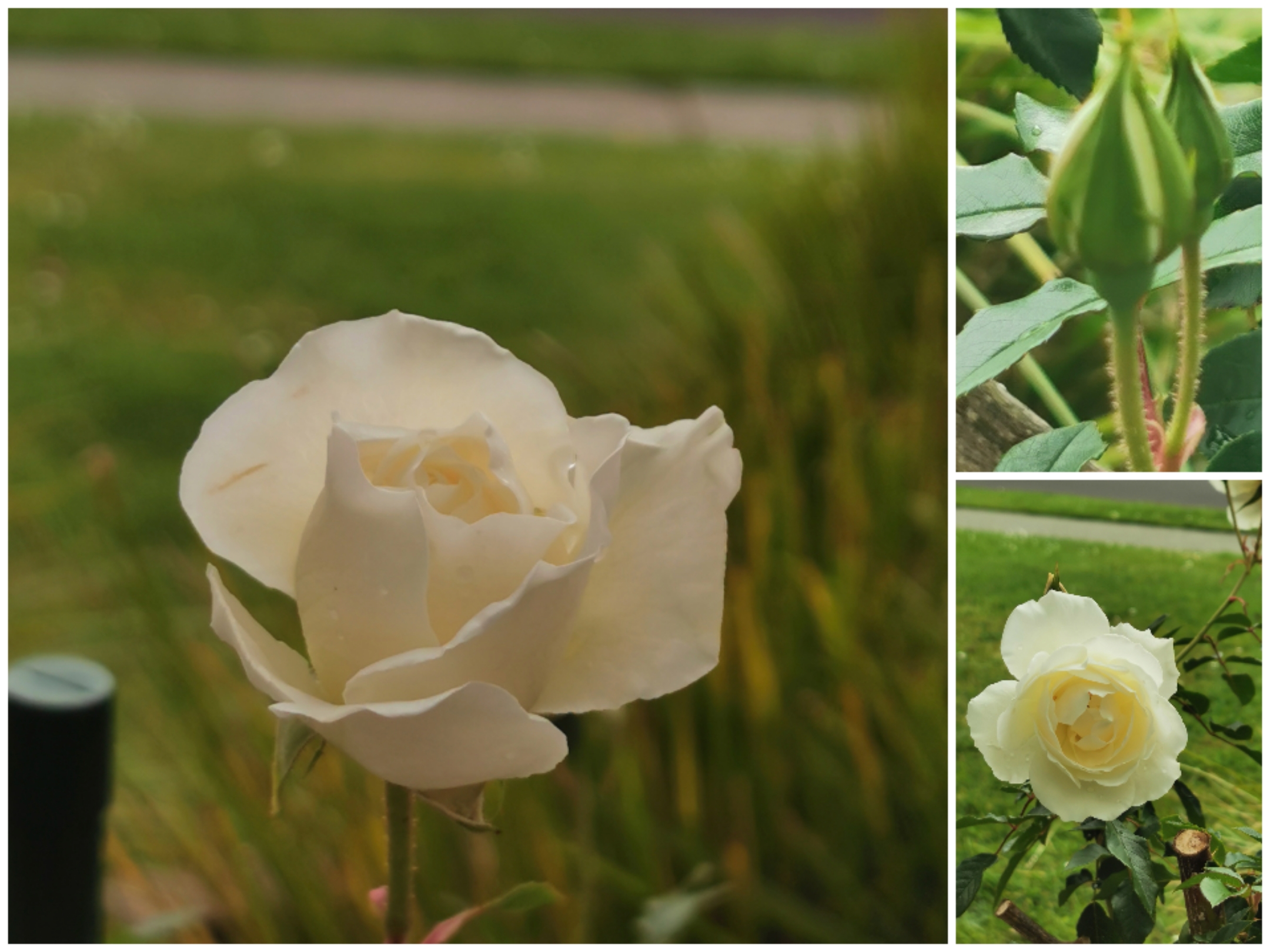 Roses in flower, some weeding and hanging basket! 