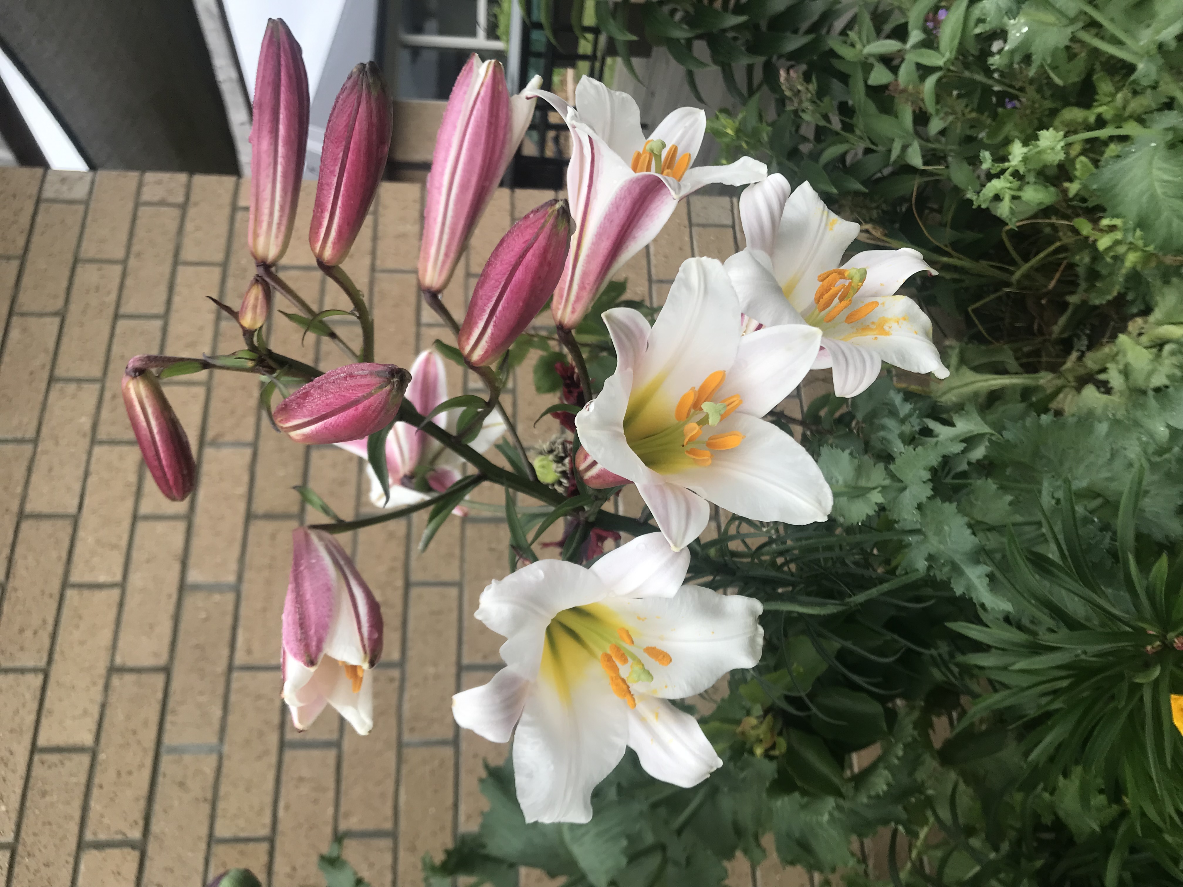 Lilies are blooming in time for Christmas 