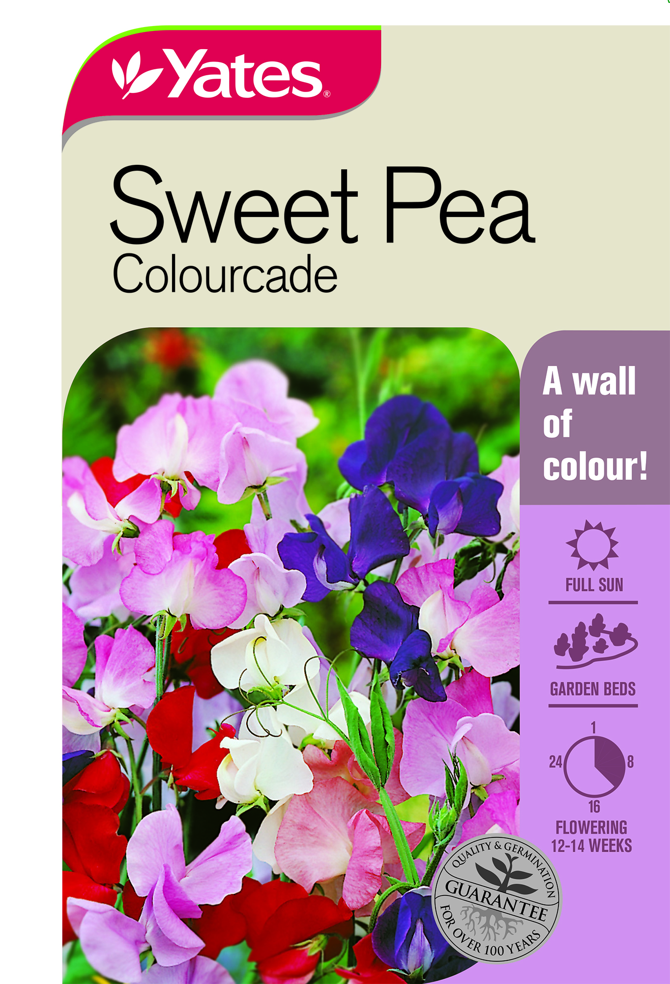 19029 Yates Flwr Sweet Pea Colourcade Packet Seed