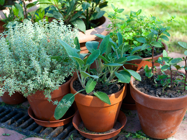 Potted Herbs