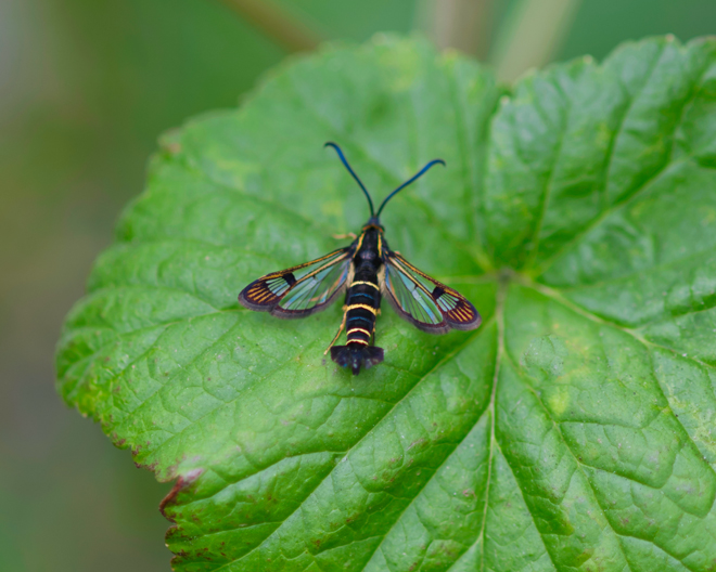 Currant Clearwing Moth