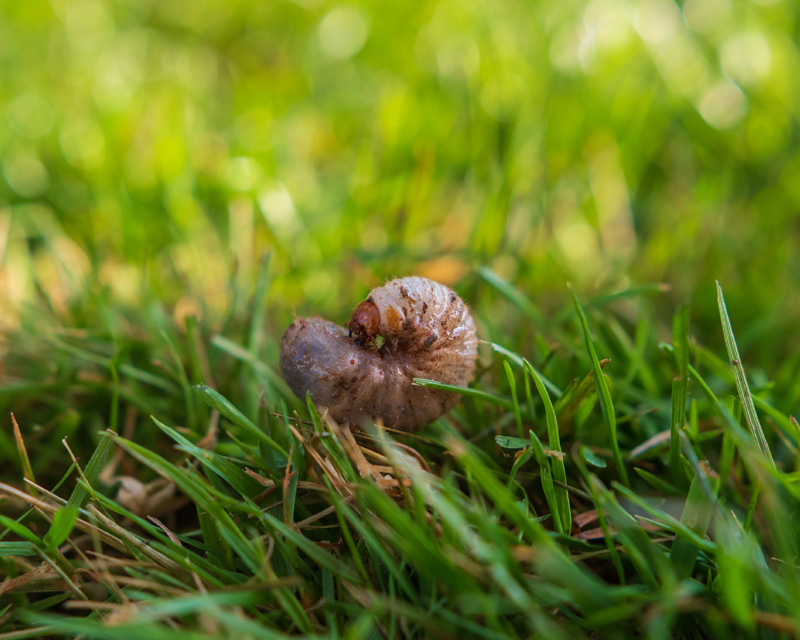 Grass Grub On Lawn Thumb