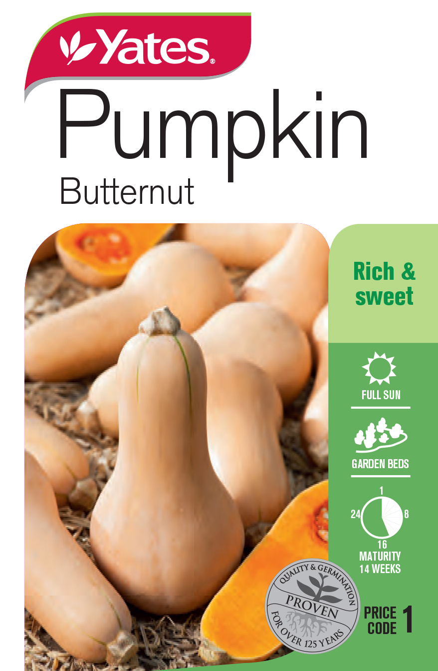 Pumpkin 'Butternut'