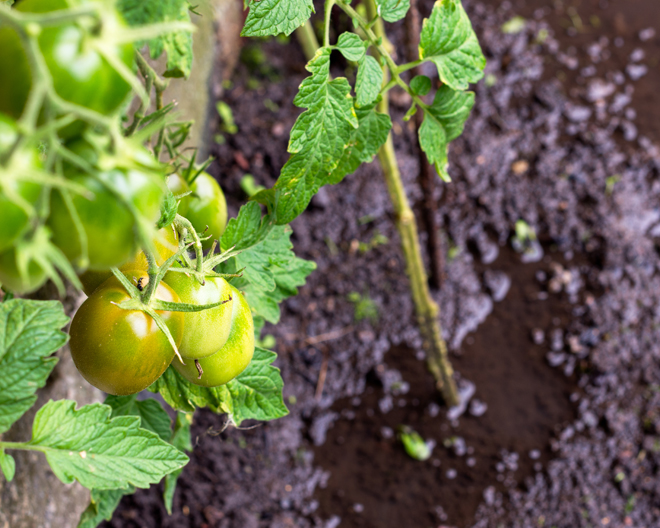 Flood Recovery for Gardens & Lawns