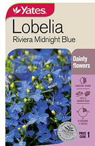 56170 Seed Lobelia Riveria Midnight Blue YATES