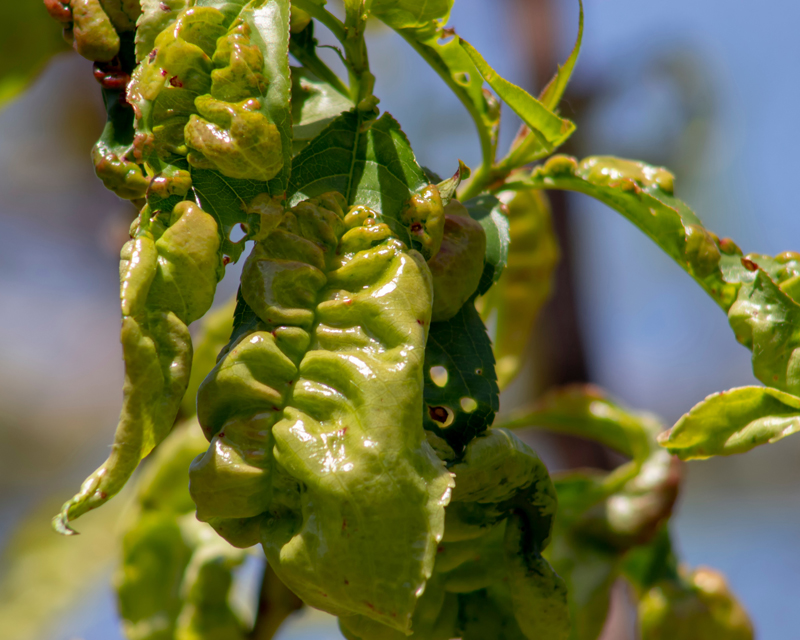 Peach Leaf Curl Thumb